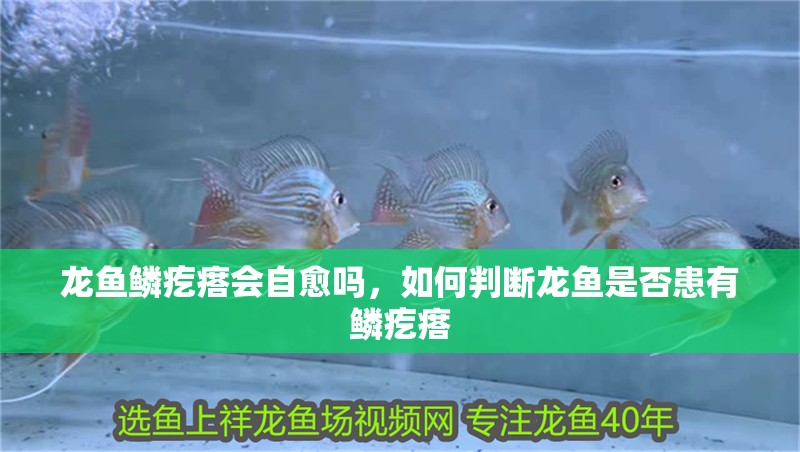 龍魚鱗疙瘩會自愈嗎，如何判斷龍魚是否患有鱗疙瘩