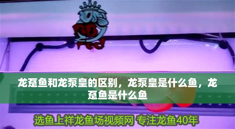 龍躉魚和龍泵皇的區別，龍泵皇是什么魚，龍躉魚是什么魚