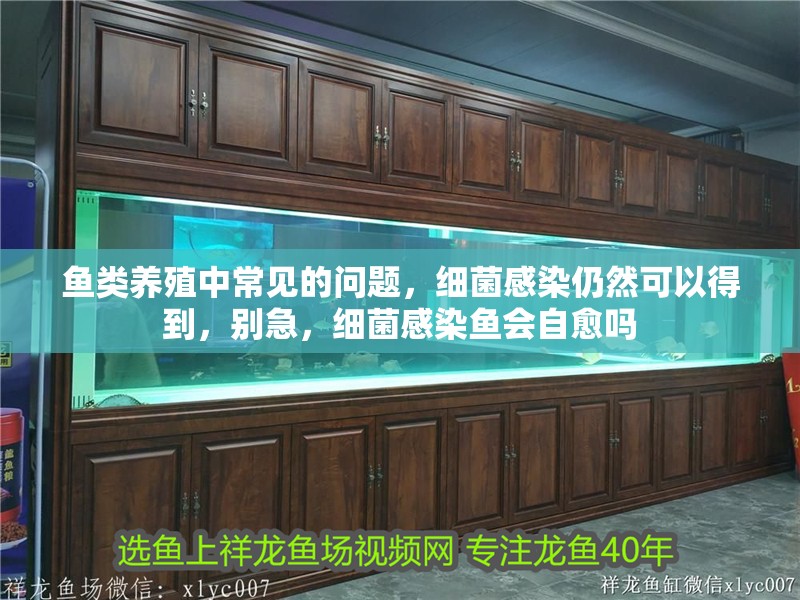 魚類養(yǎng)殖中常見的問題，細(xì)菌感染仍然可以得到，別急，細(xì)菌感染魚會自愈嗎