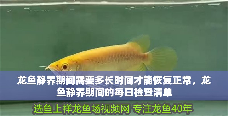 龍魚靜養(yǎng)期間需要多長時間才能恢復(fù)正常，龍魚靜養(yǎng)期間的每日檢查清單