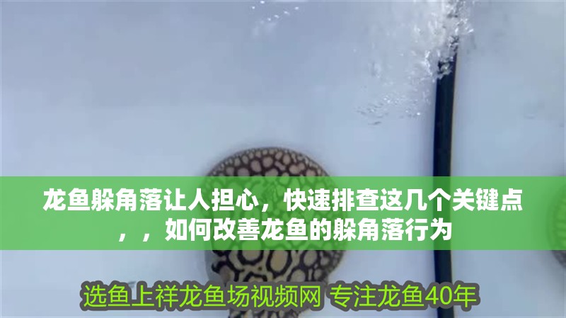 龍魚躲角落讓人擔心，快速排查這幾個關鍵點，，如何改善龍魚的躲角落行為