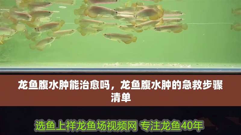 龍魚腹水腫能治愈嗎，龍魚腹水腫的急救步驟清單