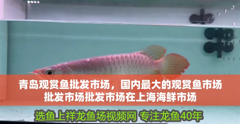 青島觀賞魚批發市場，國內最大的觀賞魚市場批發市場批發市場在上海海鮮市場