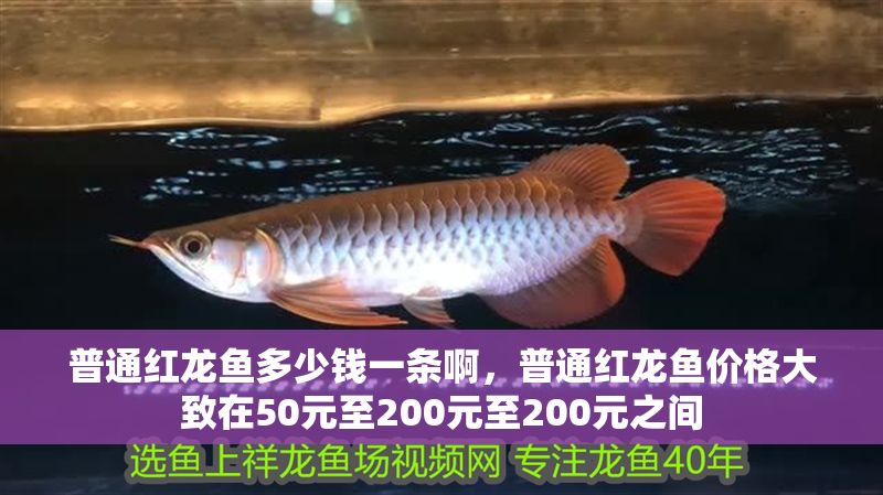 普通紅龍魚多少錢一條啊，普通紅龍魚價格大致在50元至200元至200元之間