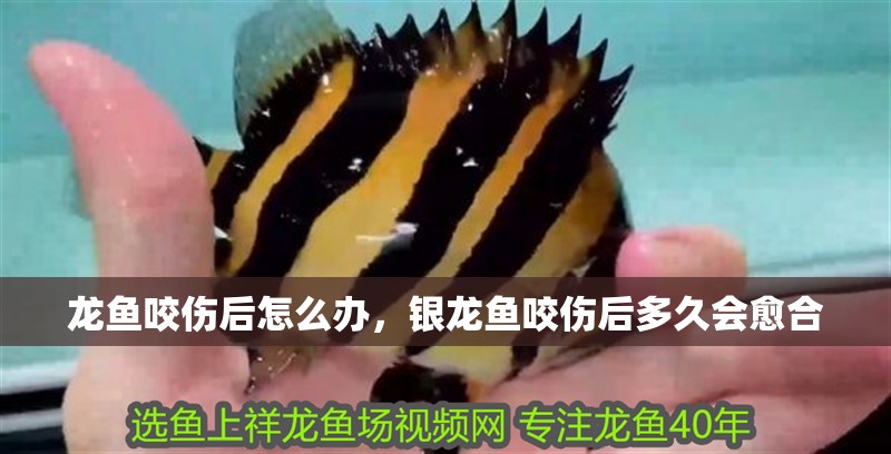 龍魚咬傷后怎么辦，銀龍魚咬傷后多久會愈合