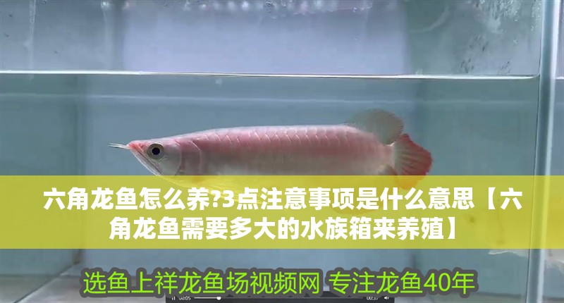 六角龍魚怎么養(yǎng)?3點(diǎn)注意事項(xiàng)是什么意思【六角龍魚需要多大的水族箱來養(yǎng)殖】