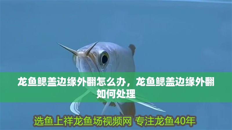 龍魚鰓蓋邊緣外翻怎么辦，龍魚鰓蓋邊緣外翻如何處理