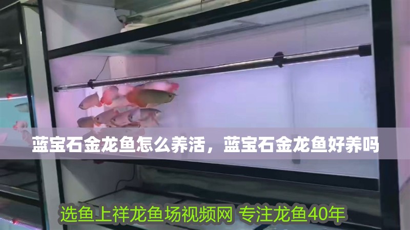藍寶石金龍魚怎么養(yǎng)活，藍寶石金龍魚好養(yǎng)嗎