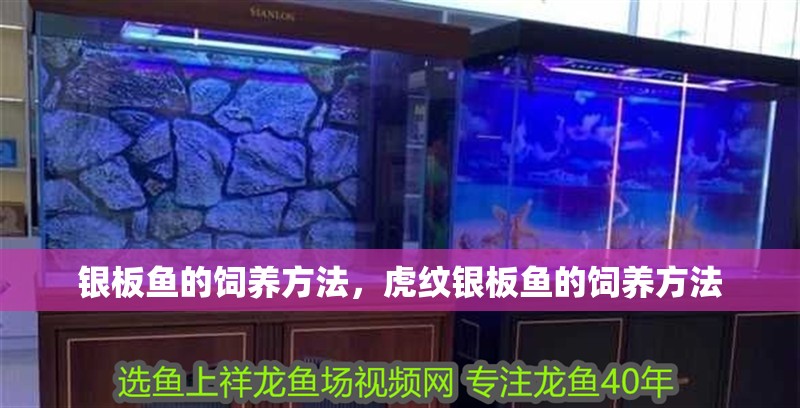 銀板魚的飼養方法，虎紋銀板魚的飼養方法