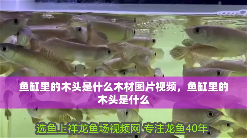 魚缸里的木頭是什么木材圖片視頻，魚缸里的木頭是什么