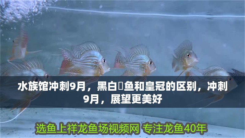 水族館沖刺9月，黑白魟魚和皇冠的區(qū)別，沖刺9月，展望更美好