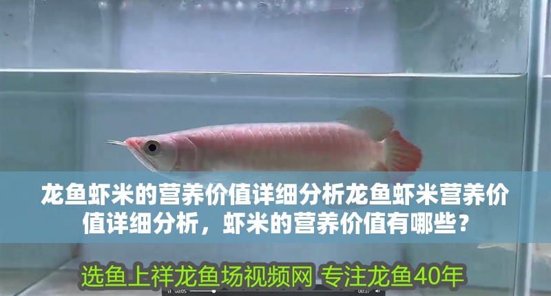 龍魚蝦米的營養價值詳細分析龍魚蝦米營養價值詳細分析，蝦米的營養價值有哪些？