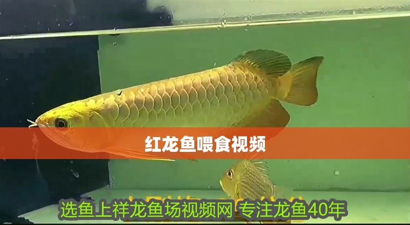 紅龍魚喂食視頻