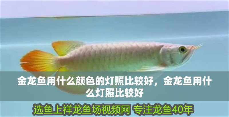 金龍魚用什么顏色的燈照比較好，金龍魚用什么燈照比較好