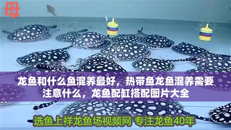 龍魚和什么魚混養最好，熱帶魚龍魚混養需要注意什么，龍魚配缸搭配圖片大全