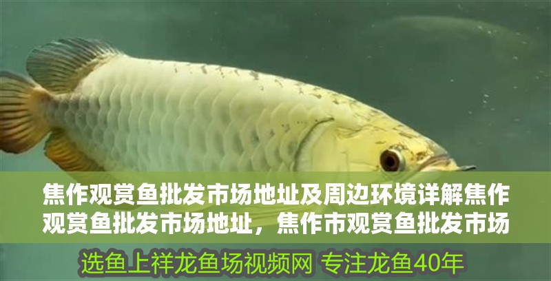 焦作觀賞魚批發市場地址及周邊環境詳解焦作觀賞魚批發市場地址，焦作市觀賞魚批發市場