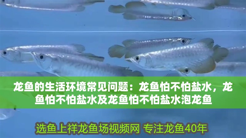 龍魚的生活環境常見問題:龍魚怕不怕鹽水,龍魚怕不怕鹽水及龍魚怕不怕鹽水泡龍魚 觀賞魚百科 第2張 龍魚的生活環境常見問題:龍魚怕不怕鹽水,龍魚怕不怕鹽水及龍魚怕不怕鹽水泡龍魚 龍魚的生活環境常見問題:龍魚怕不怕鹽水,龍魚怕不怕鹽水及龍魚怕不怕鹽水泡龍魚 觀賞魚百科 第2張
