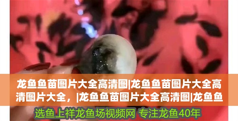 龍魚魚苗圖片大全高清圖|龍魚魚苗圖片大全高清圖片大全，|龍魚魚苗圖片大全高清圖|龍魚魚苗圖片大全