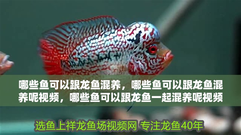 哪些魚可以跟龍魚混養，哪些魚可以跟龍魚混養呢視頻，哪些魚可以跟龍魚一起混養呢視頻