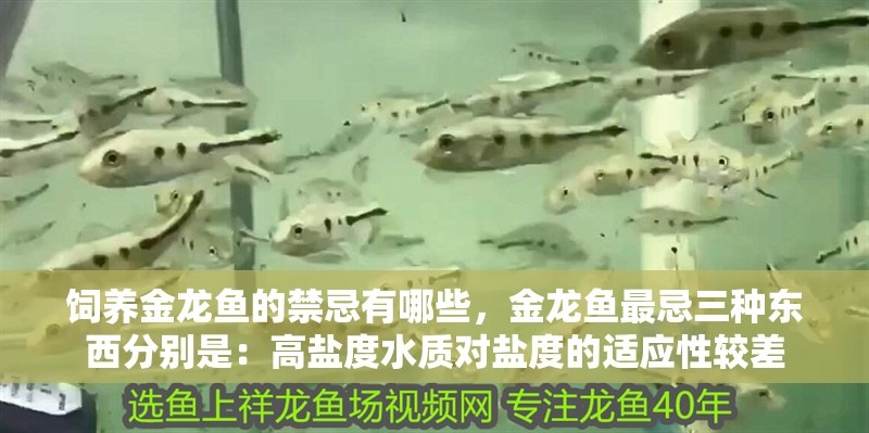飼養金龍魚的禁忌有哪些，金龍魚最忌三種東西分別是：高鹽度水質對鹽度的適應性較差