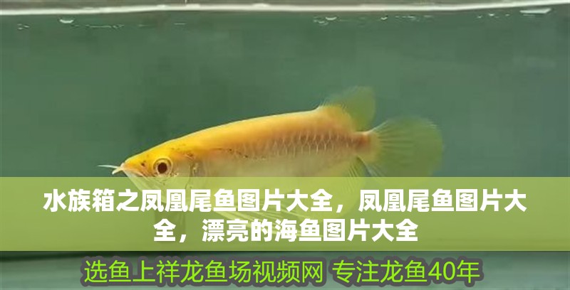 水族箱之鳳凰尾魚圖片大全，鳳凰尾魚圖片大全，漂亮的海魚圖片大全