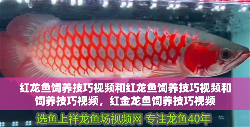紅龍魚飼養(yǎng)技巧視頻和紅龍魚飼養(yǎng)技巧視頻和飼養(yǎng)技巧視頻，紅金龍魚飼養(yǎng)技巧視頻