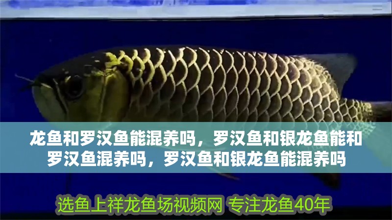 龍魚(yú)和羅漢魚(yú)能混養(yǎng)嗎，羅漢魚(yú)和銀龍魚(yú)能和羅漢魚(yú)混養(yǎng)嗎，羅漢魚(yú)和銀龍魚(yú)能混養(yǎng)嗎