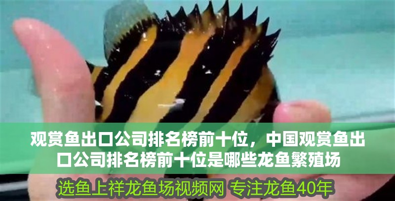 觀賞魚(yú)出口公司排名榜前十位，中國(guó)觀賞魚(yú)出口公司排名榜前十位是哪些龍魚(yú)繁殖場(chǎng)