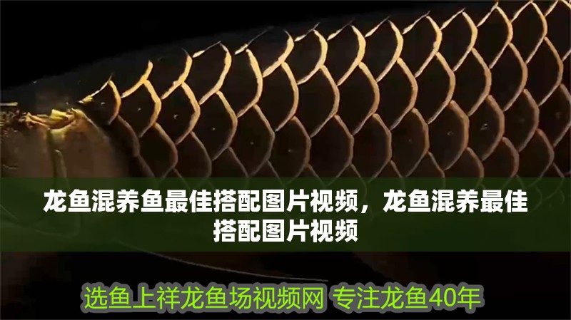 龍魚混養(yǎng)魚最佳搭配圖片視頻，龍魚混養(yǎng)最佳搭配圖片視頻