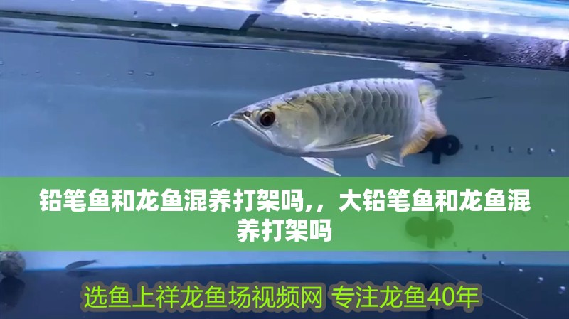 鉛筆魚(yú)和龍魚(yú)混養(yǎng)打架嗎,，大鉛筆魚(yú)和龍魚(yú)混養(yǎng)打架嗎
