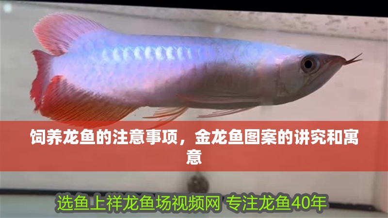 飼養龍魚的注意事項，金龍魚圖案的講究和寓意