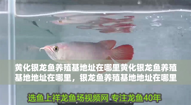黃化銀龍魚養殖基地址在哪里黃化銀龍魚養殖基地地址在哪里，銀龍魚養殖基地地址在哪里