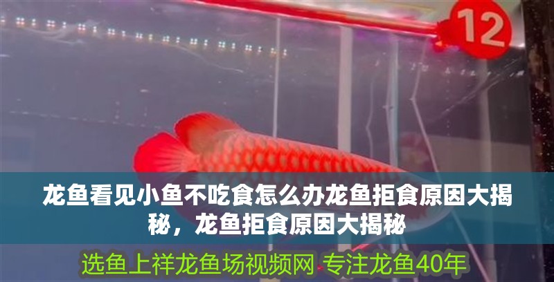 龍魚看見小魚不吃食怎么辦龍魚拒食原因大揭秘，龍魚拒食原因大揭秘