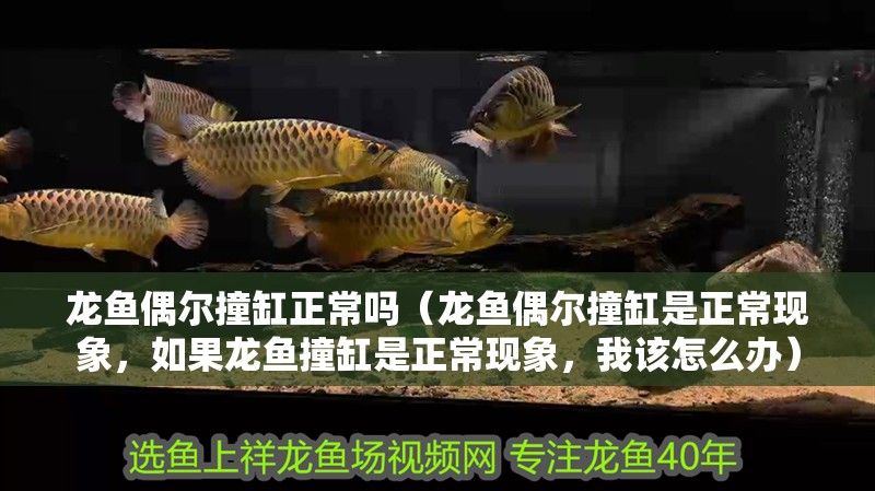 龍魚偶爾撞缸正常嗎（龍魚偶爾撞缸是正常現(xiàn)象，如果龍魚撞缸是正常現(xiàn)象，我該怎么辦）