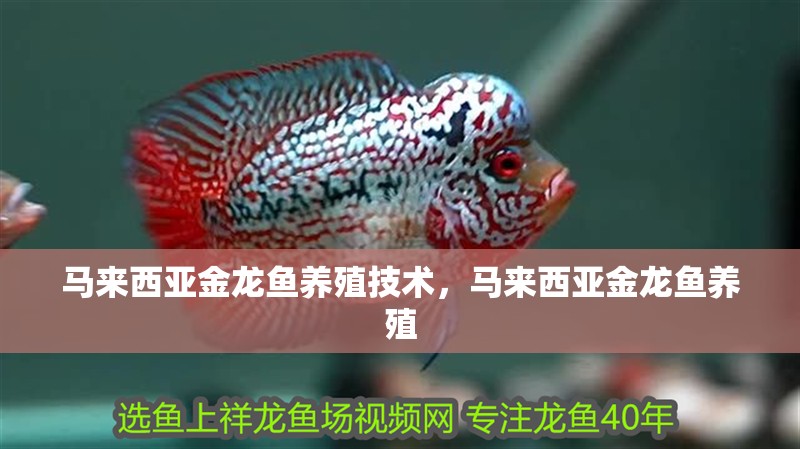 馬來西亞金龍魚養(yǎng)殖技術(shù)，馬來西亞金龍魚養(yǎng)殖