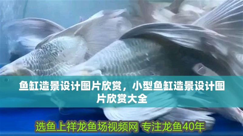 魚缸造景設計圖片欣賞，小型魚缸造景設計圖片欣賞大全