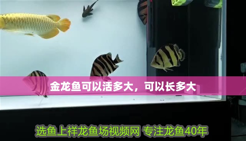 金龍魚可以活多大，可以長多大