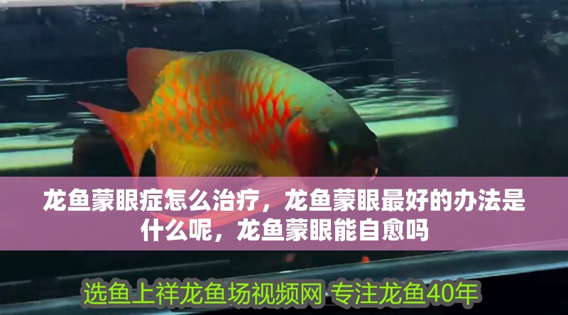 龍魚蒙眼癥怎么治療，龍魚蒙眼最好的辦法是什么呢，龍魚蒙眼能自愈嗎