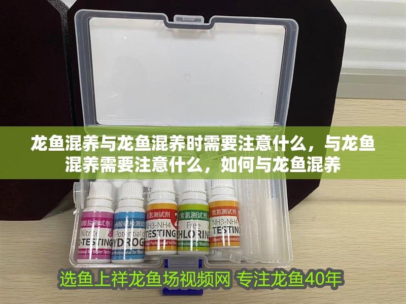 龍魚混養與龍魚混養時需要注意什么，與龍魚混養需要注意什么，如何與龍魚混養