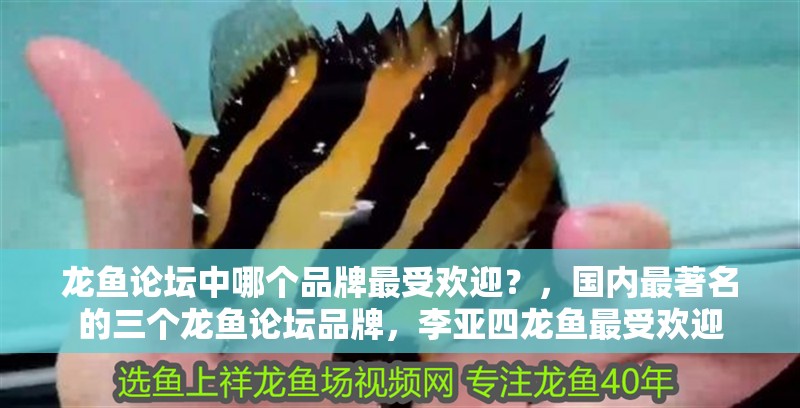 龍魚論壇中哪個品牌最受歡迎？，國內(nèi)最著名的三個龍魚論壇品牌，李亞四龍魚最受歡迎