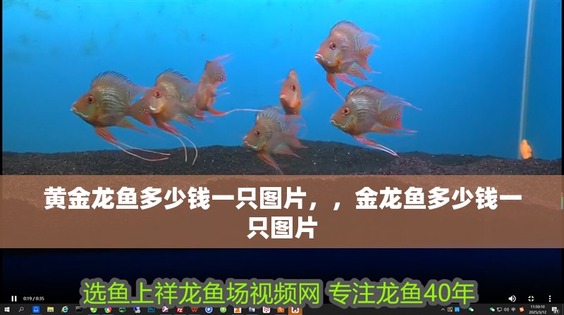 黃金龍魚多少錢一只圖片，，金龍魚多少錢一只圖片
