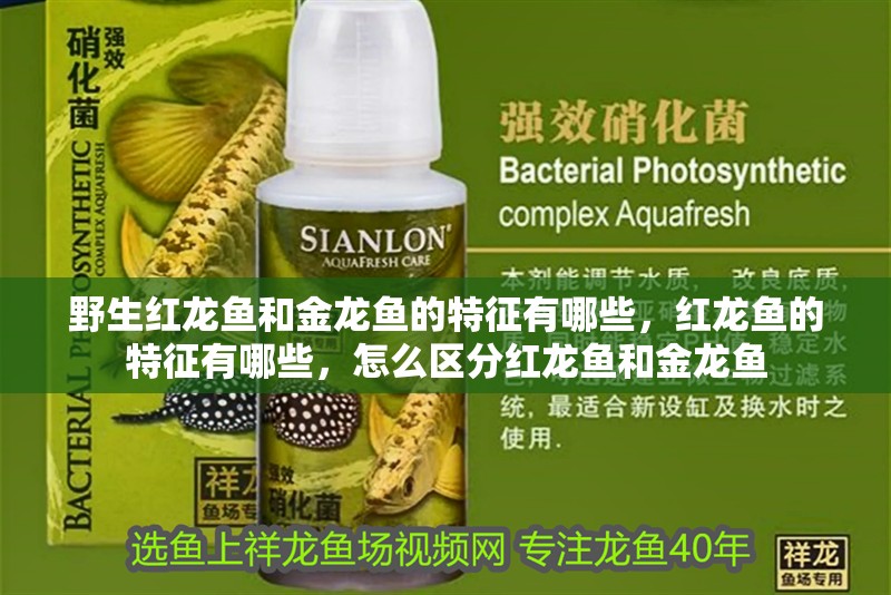 野生紅龍魚和金龍魚的特征有哪些，紅龍魚的特征有哪些，怎么區(qū)分紅龍魚和金龍魚