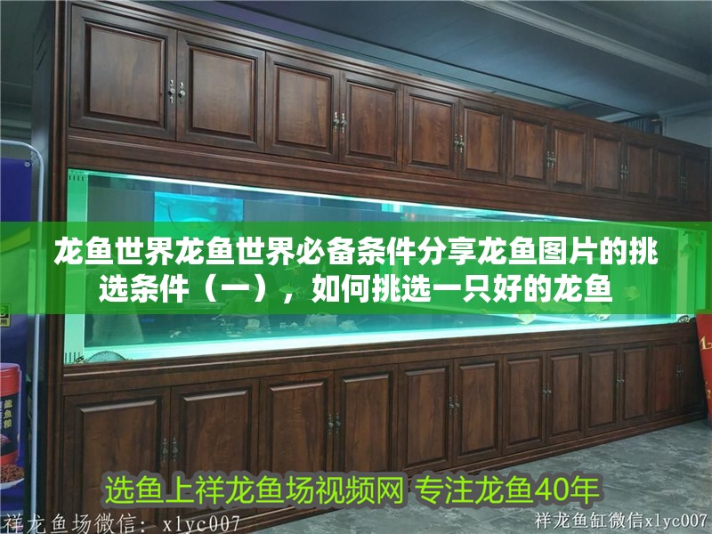 龍魚世界龍魚世界必備條件分享龍魚圖片的挑選條件（一），如何挑選一只好的龍魚