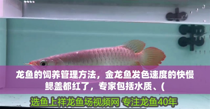 龍魚的飼養管理方法，金龍魚發色速度的快慢鰓蓋都紅了，專家包括水質、( 龍魚的飼養管理方法，金龍魚發色速度的快慢鰓蓋都紅了，專家包括水質、( 觀賞魚百科 第4張
