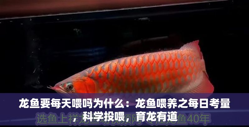 龍魚要每天喂嗎為什么：龍魚喂養之每日考量，科學投喂，育龍有道