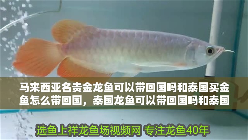 馬來西亞名貴金龍魚可以帶回國嗎和泰國買金魚怎么帶回國，泰國龍魚可以帶回國嗎和泰國買金魚怎么帶回中國的介紹到此就結束了