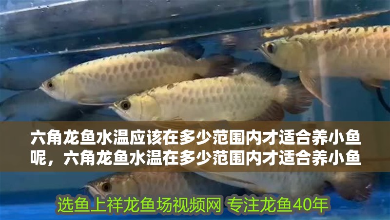 六角龍魚水溫應該在多少范圍內才適合養小魚呢，六角龍魚水溫在多少范圍內才適合養小魚呢