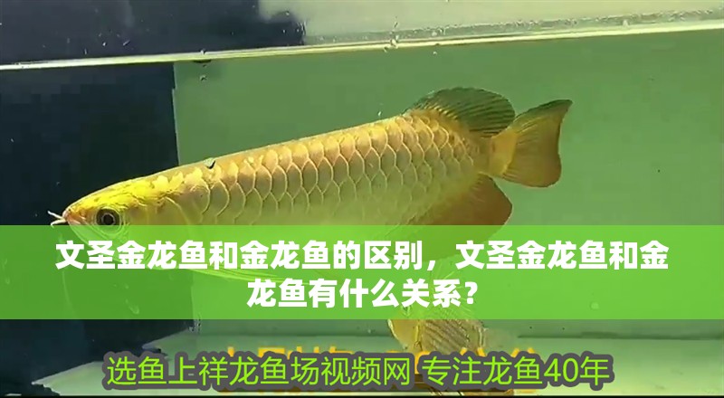 文圣金龍魚(yú)和金龍魚(yú)的區(qū)別，文圣金龍魚(yú)和金龍魚(yú)有什么關(guān)系？