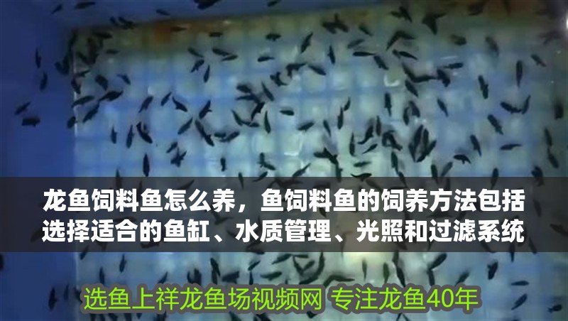龍魚飼料魚怎么養，魚飼料魚的飼養方法包括選擇適合的魚缸、水質管理、光照和過濾系統