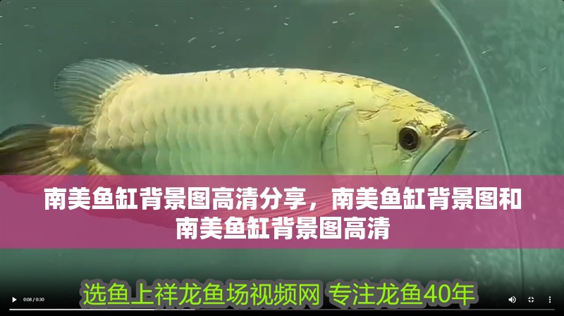 南美魚缸背景圖高清分享，南美魚缸背景圖和南美魚缸背景圖高清